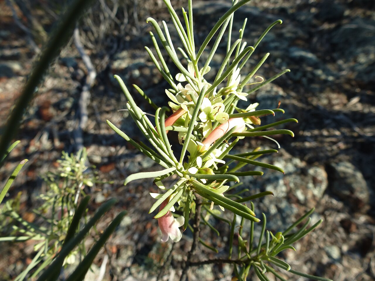 Eremophila oppositifolia: Eremophila oppositifolia growing near Mount Matilda Walk Trail, Wongan Hills