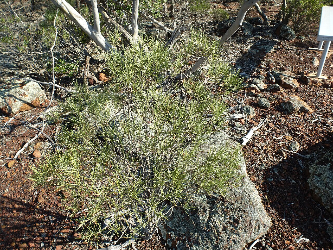Eremophila oppositifolia: Eremophila oppositifolia growing near Mount Matilda Walk Trail, Wongan Hills