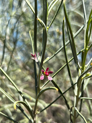 Eremophila oppositifolia (Eremophila oppositifolia)