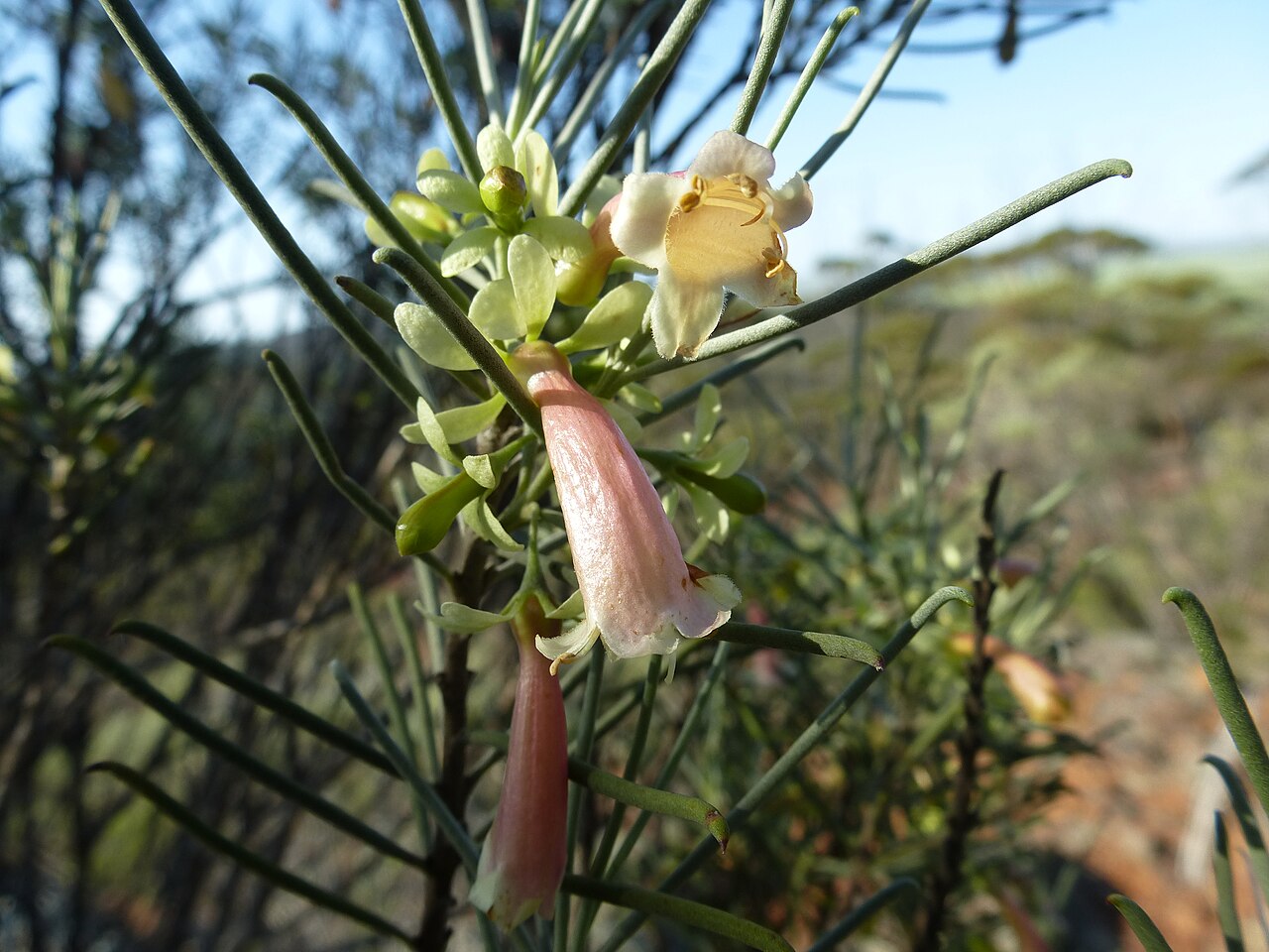 Eremophila oppositifolia: Eremophila oppositifolia growing near Mount Matilda Walk Trail, Wongan Hills