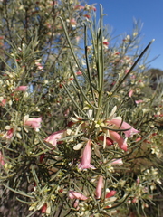 Eremophila oppositifolia (Eremophila oppositifolia)