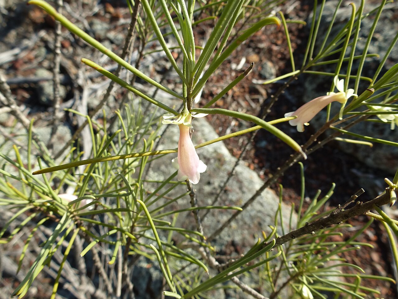 Eremophila oppositifolia: Eremophila oppositifolia growing near Mount Matilda Walk Trail, Wongan Hills