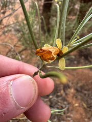 Eremophila oppositifolia (Eremophila oppositifolia)