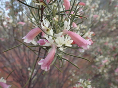 Eremophila oppositifolia (Eremophila oppositifolia)