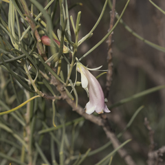 Eremophila oppositifolia (Eremophila oppositifolia)