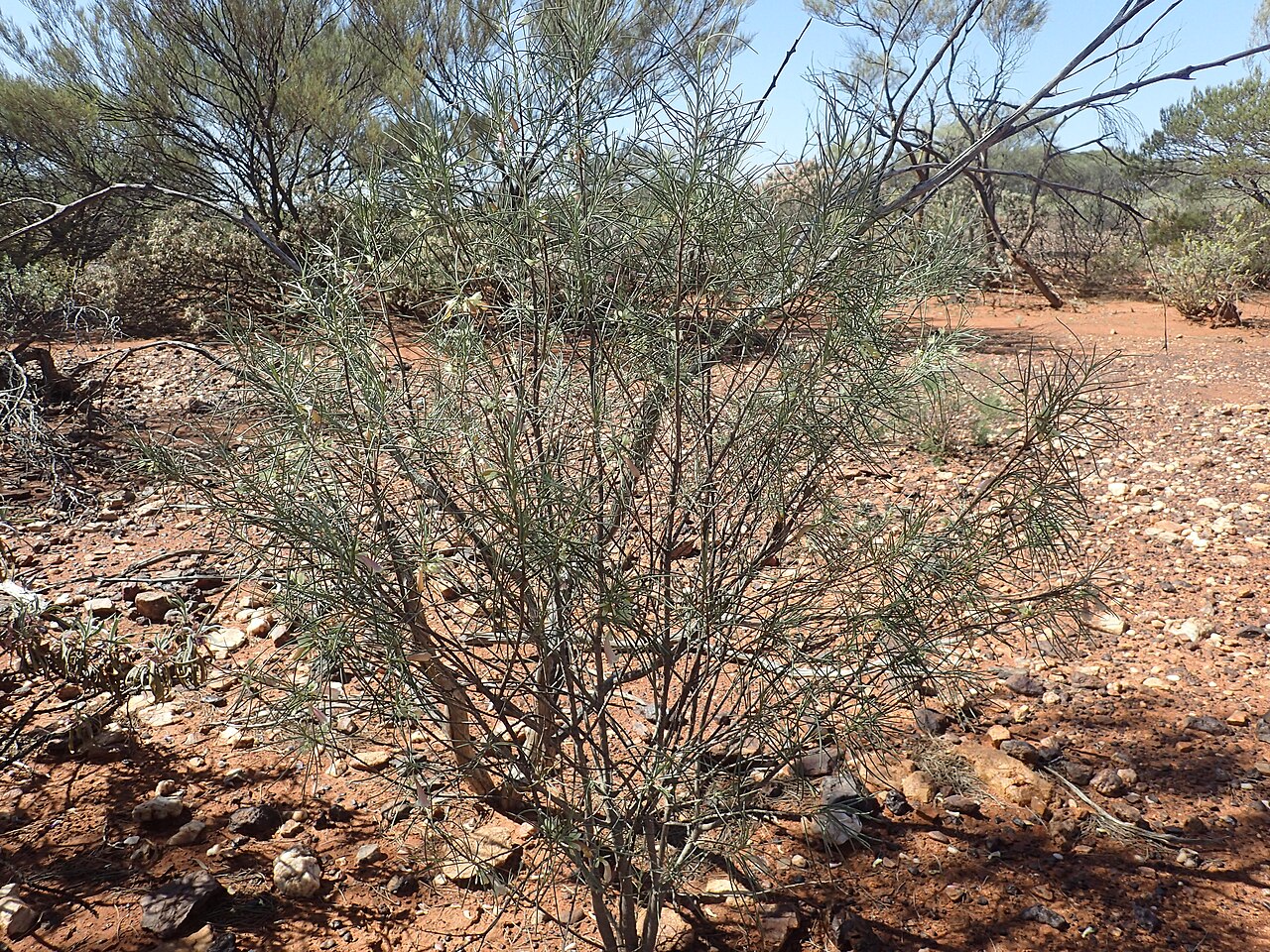 Eremophila oppositifolia: Eremophila oppositifolia angustifolia growing 3km south of Meekatharra