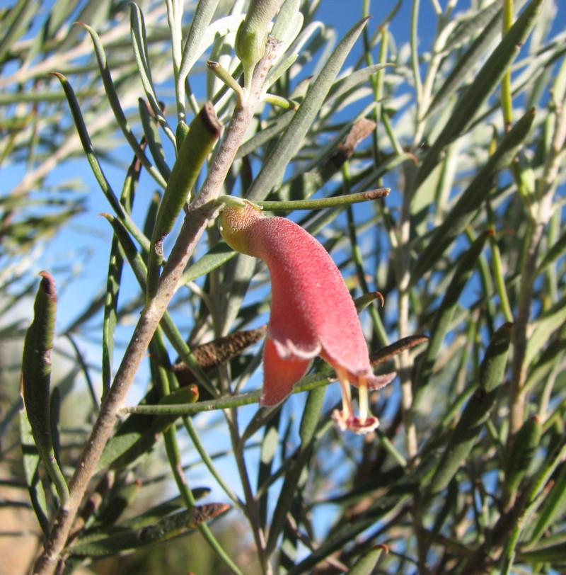 Eremophila oppositifolia: Eremophila oppositifolia , Royal Botanic Gardens Cranbourne, Victoria, Australia