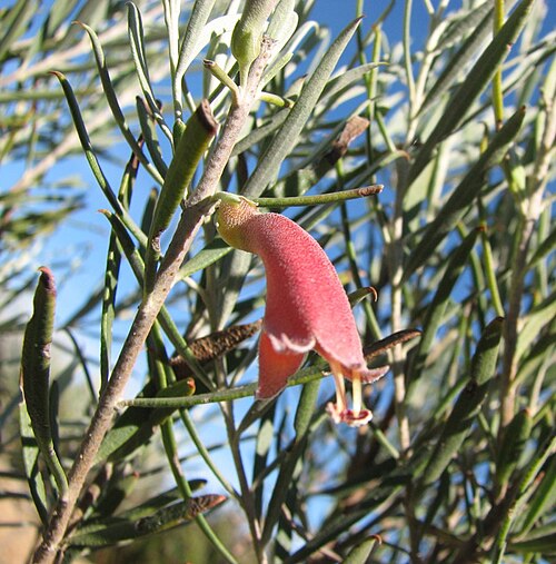 Eremophila oppositifolia: Eremophila oppositifolia , Royal Botanic Gardens Cranbourne, Victoria, Australia