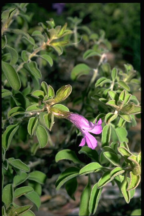 Eremophila ovata: Eremophila ovata