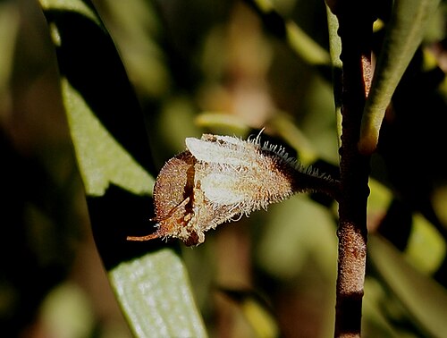 Eremophila paisleyi: Eremophila paisleyi sepals