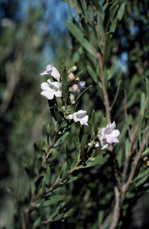 Eremophila paisleyi: Eremophila paisleyi