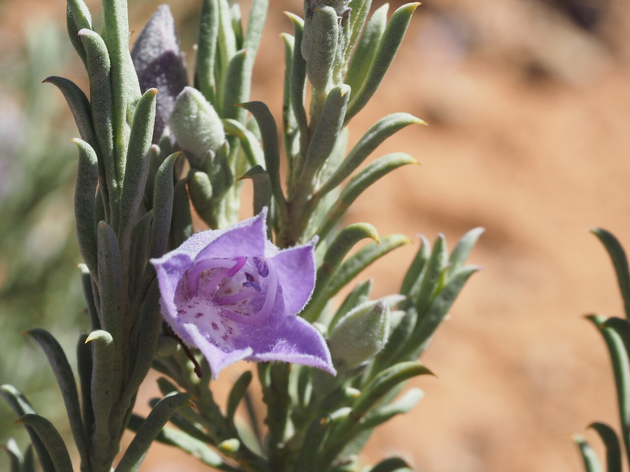 Eremophila pantonii: Eremophila pantonii growing 43 km east of "Pingandy"