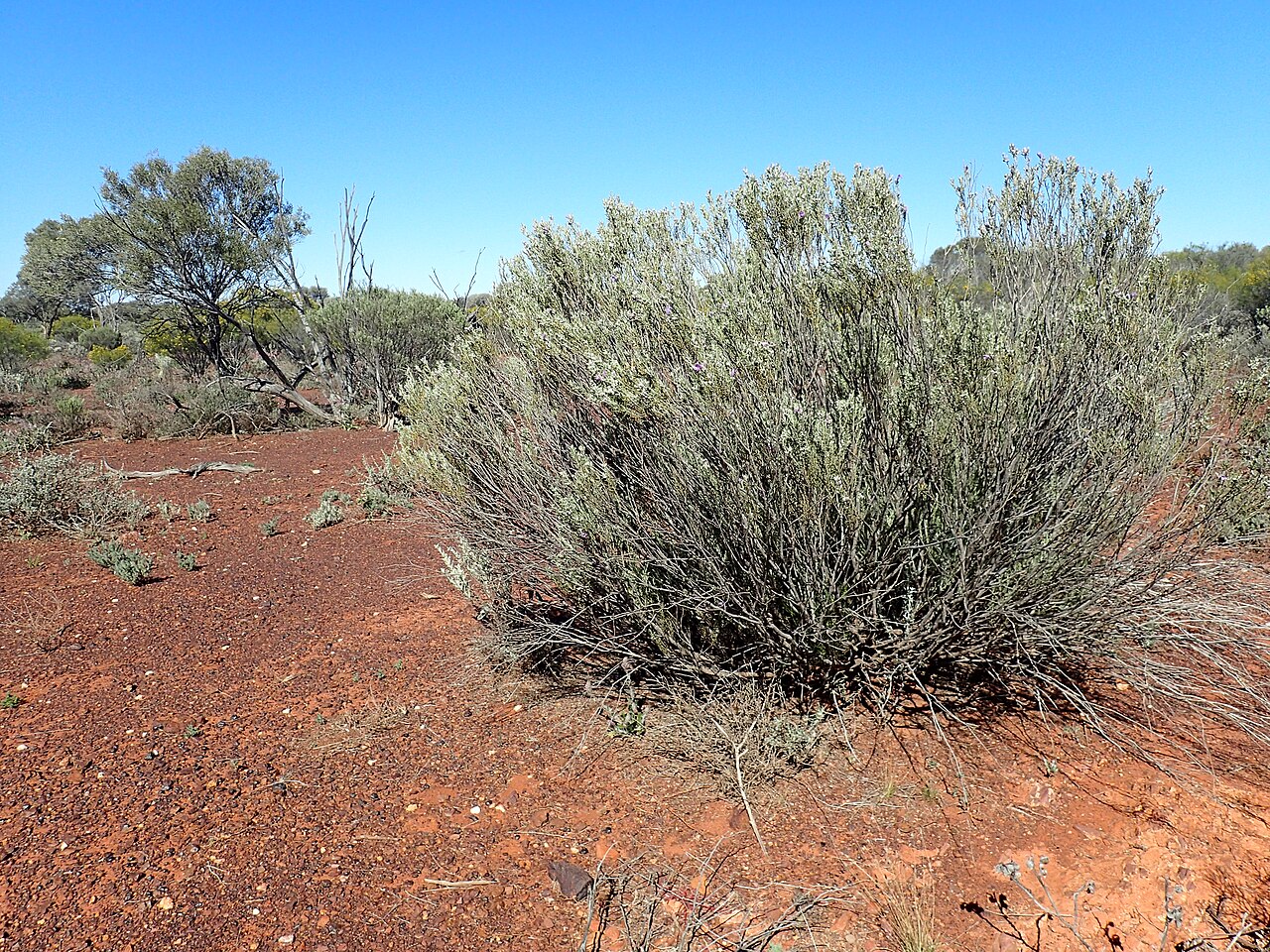 Eremophila pantonii: Eremophila pantonii growing 75 kn east of Leonora