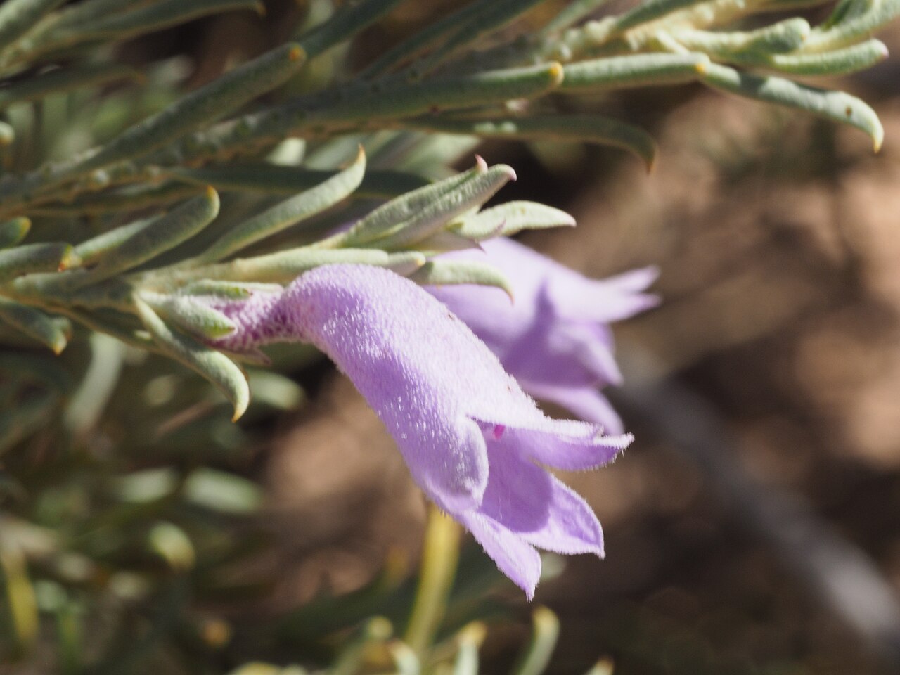 Eremophila pantonii: Eremophila pantonii growing 43 km east of "Pingandy"
