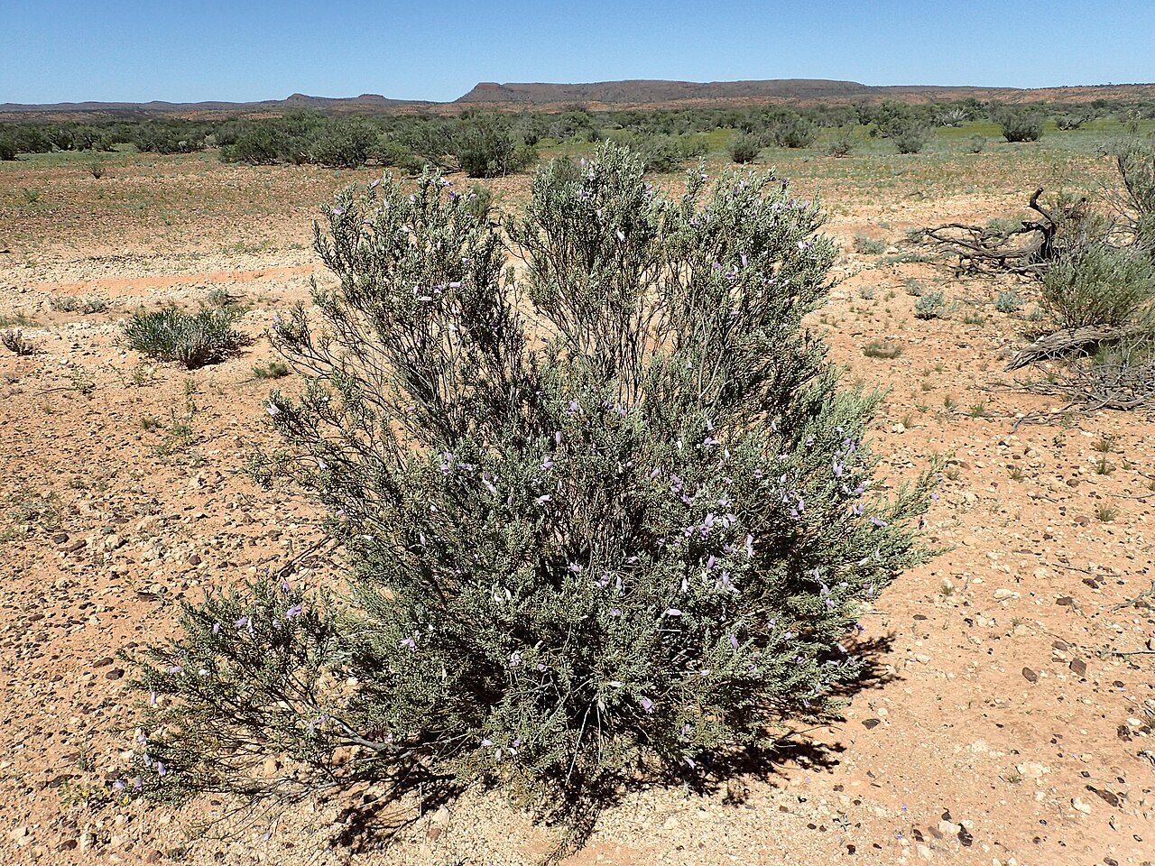 Eremophila pantonii: Eremophila pantonii growing 43 km east of "Pingandy"