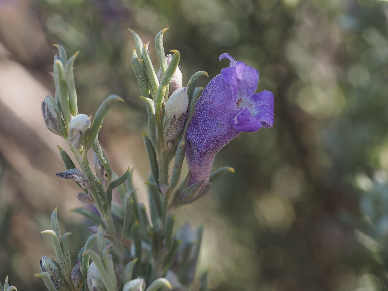 Eremophila pantonii: Eremophila pantonii growing 75 kn east of Leonora