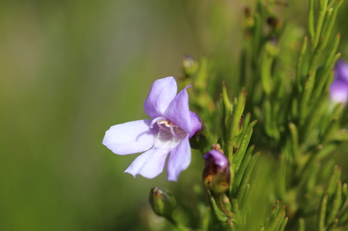 Eremophila papillata (Eremophila papillata)