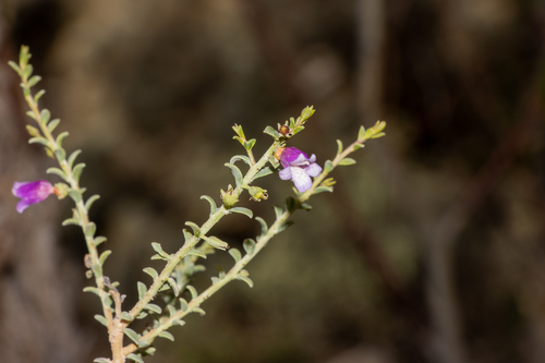 Eremophila parvifolia (Eremophila parvifolia)