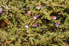 Eremophila parvifolia (Eremophila parvifolia)