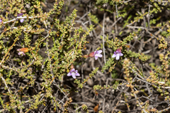 Eremophila parvifolia (Eremophila parvifolia)