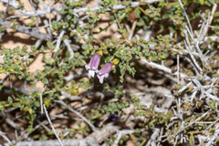 Eremophila parvifolia (Eremophila parvifolia)