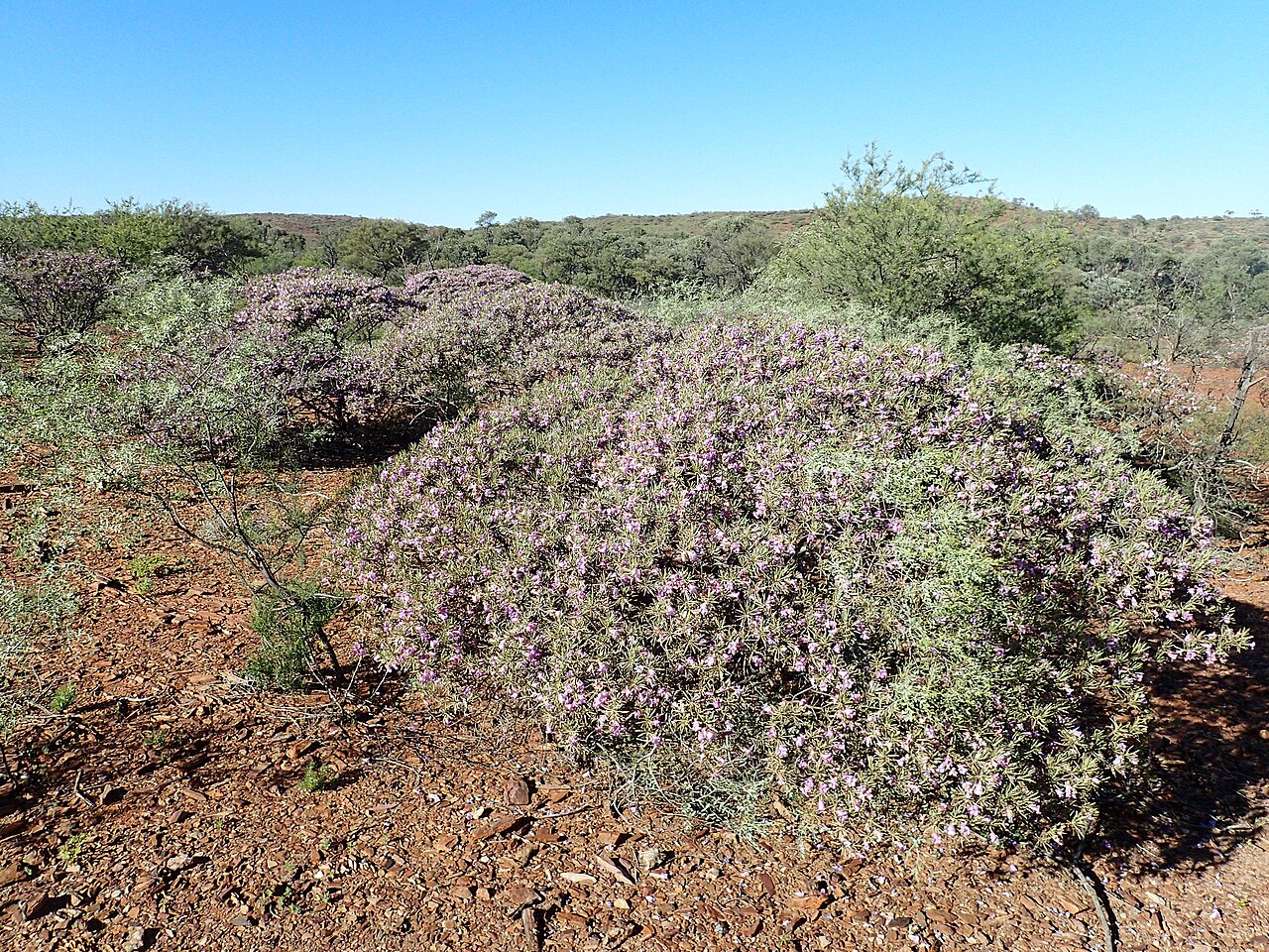 Eremophila phyllopoda: Eremophila phyllopoda phyllopoda growing near "Dooley Downs"