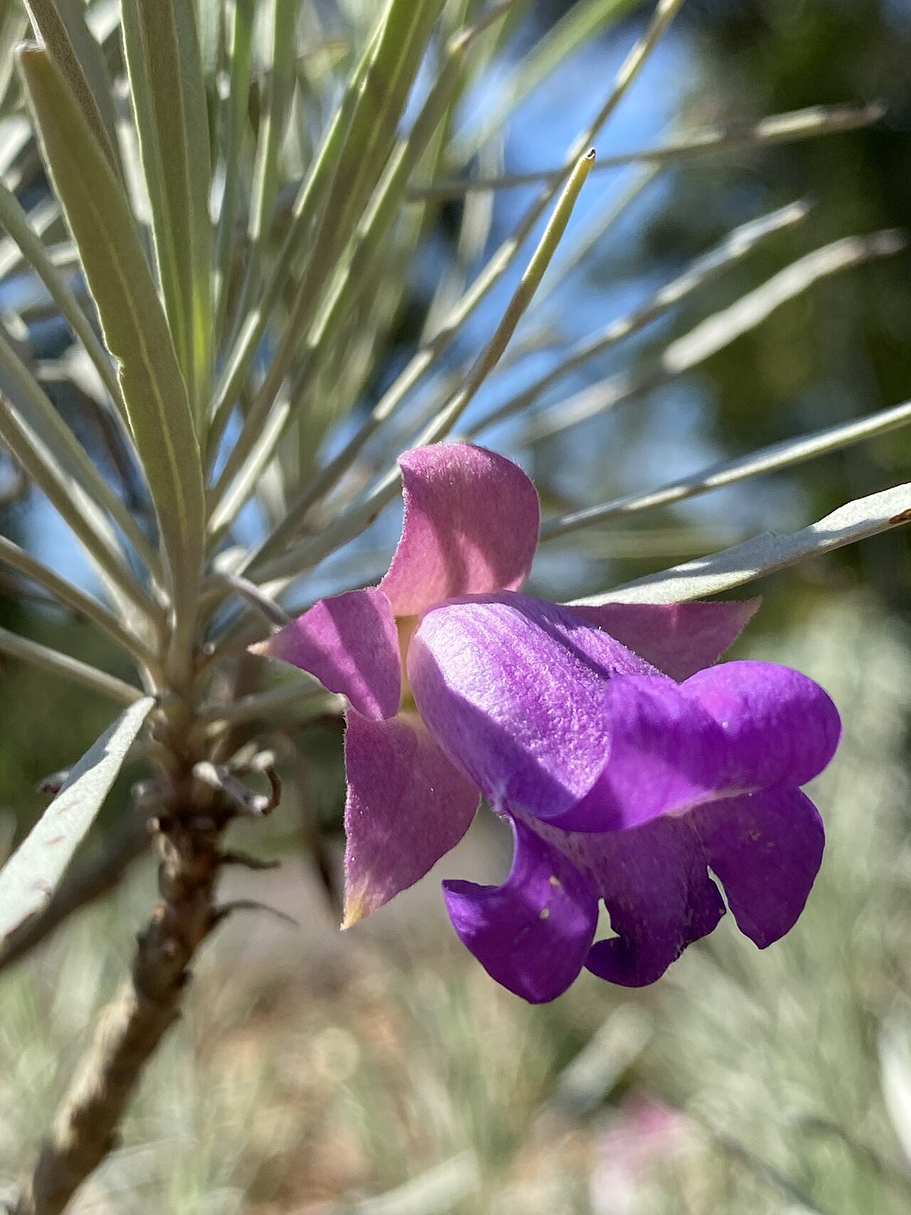 Eremophila phyllopoda: Eremophila phyllopoda cultivated plant growing in the Australian Botanic Garden