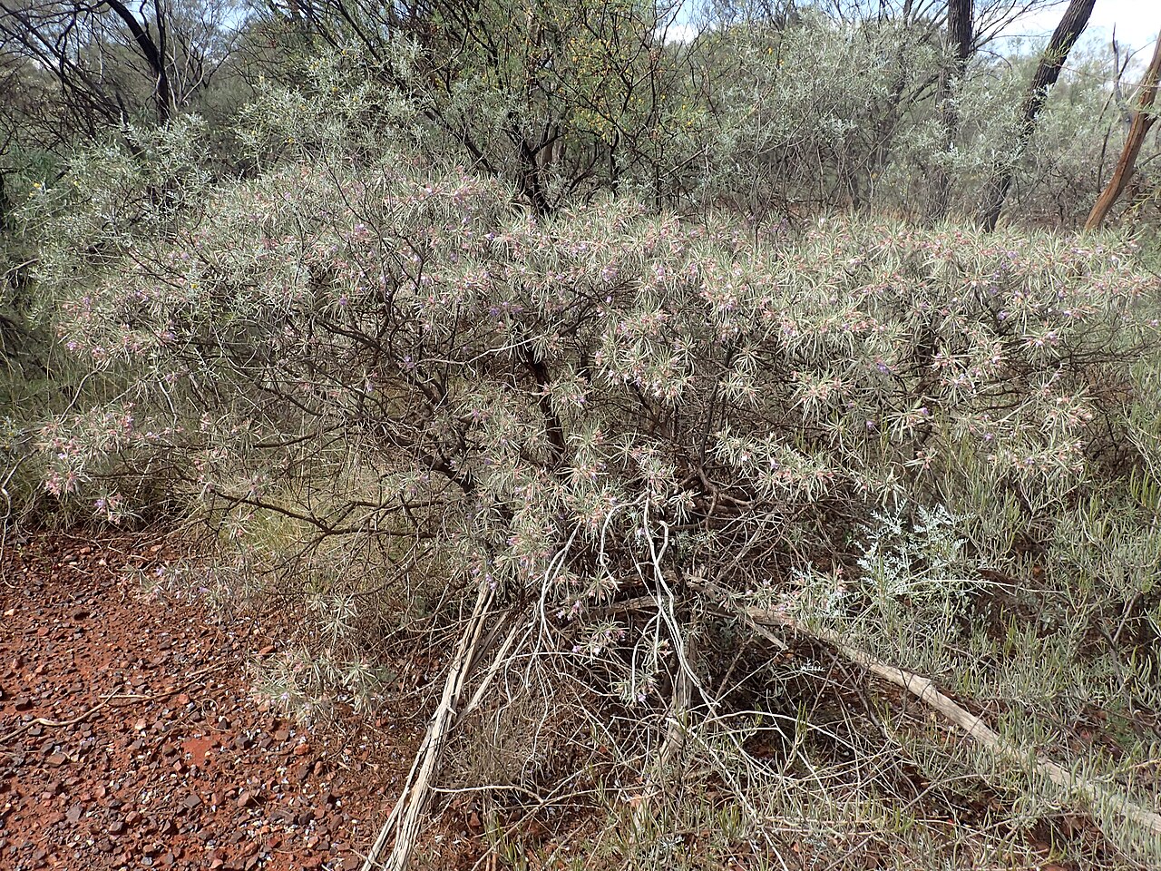 Eremophila phyllopoda: Eremophila phyllopoda obliqua growing near Giles Point on the "Prairie Downs" track