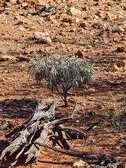 Eremophila phyllopoda (Eremophila phyllopoda)