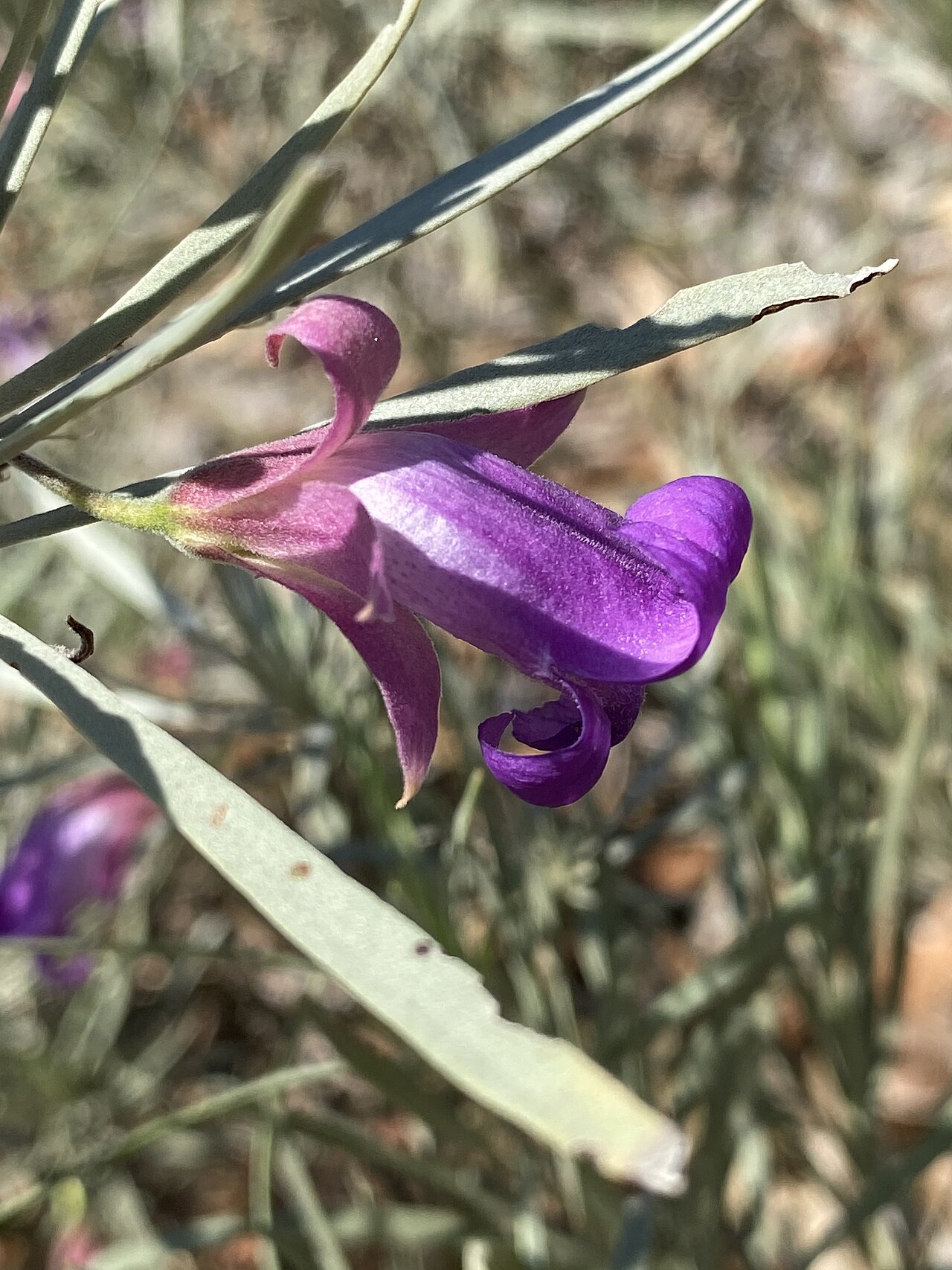 Eremophila phyllopoda: Eremophila phyllopoda cultivated plant growing in the Australian Botanic Garden