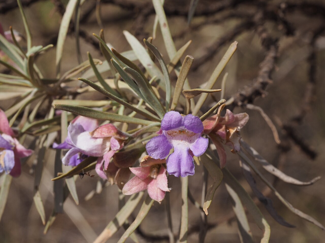 Eremophila phyllopoda: Eremophila phyllopoda obliqua growing near Giles Point on the "Prairie Downs" track