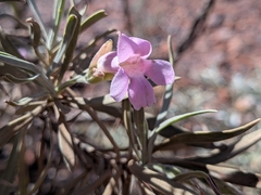 Eremophila phyllopoda (Eremophila phyllopoda)