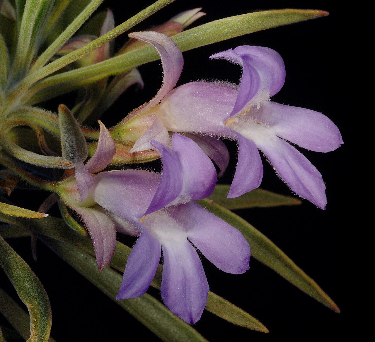 Eremophila phyllopoda: KRT3596