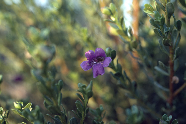 Desert foxglove: Eremophila platythamnos