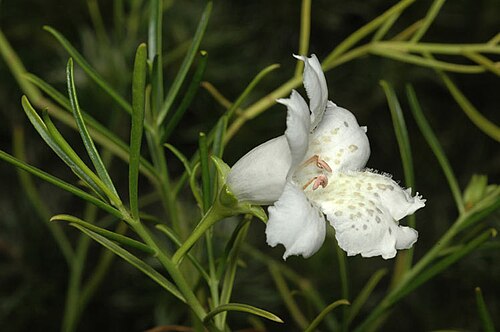 Eremophila polyclada: Eremophila polyclada