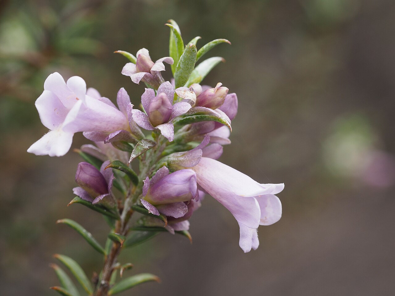 Eremophila psilocalyx: Eremophila psilocalyx growing 14 km south of Widgiemooltha