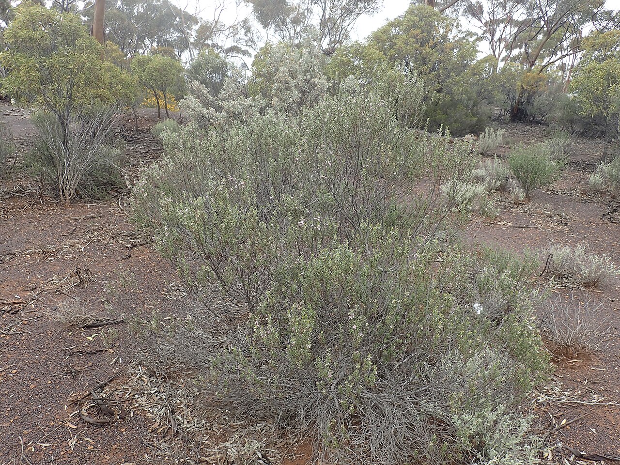 Eremophila psilocalyx: Eremophila psilocalyx growing 14 km south of Widgiemooltha