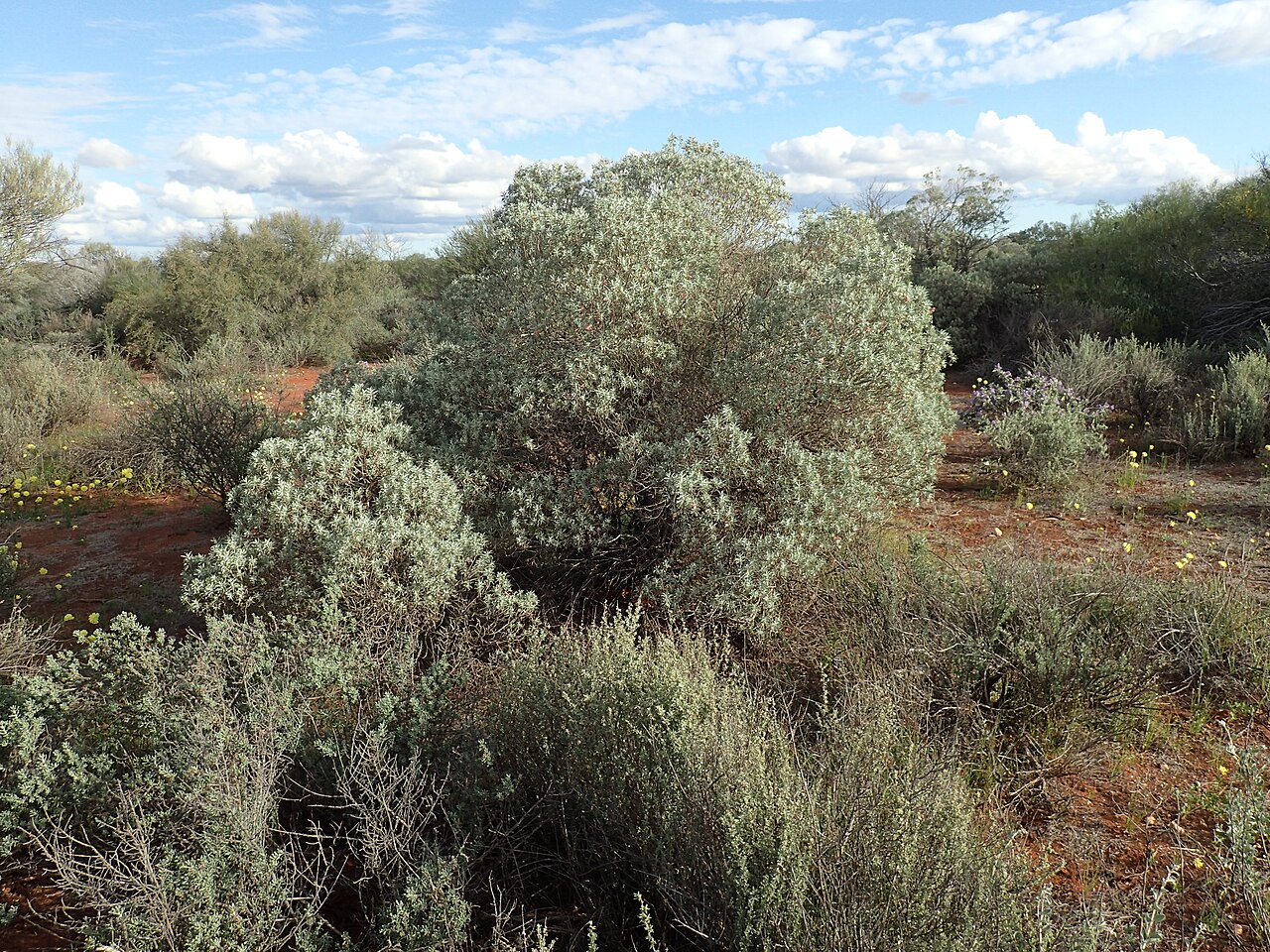 Eremophila pterocarpa: Eremophila pterocarpa pterocarpa growing 35km west of the overlander Roadhouse