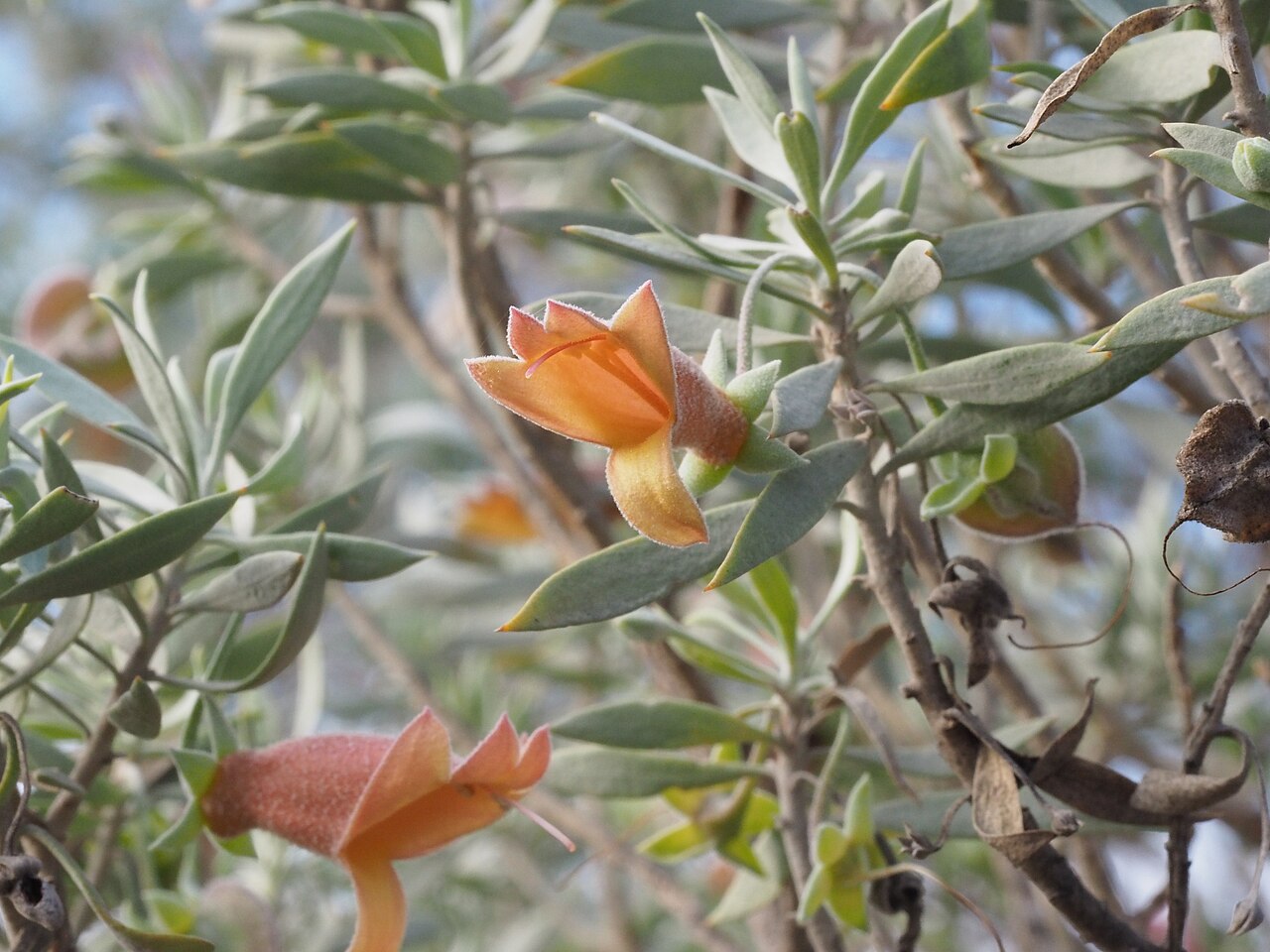 Eremophila pterocarpa: Eremophila pterocarpa pterocarpa growing 35km west of the overlander Roadhouse