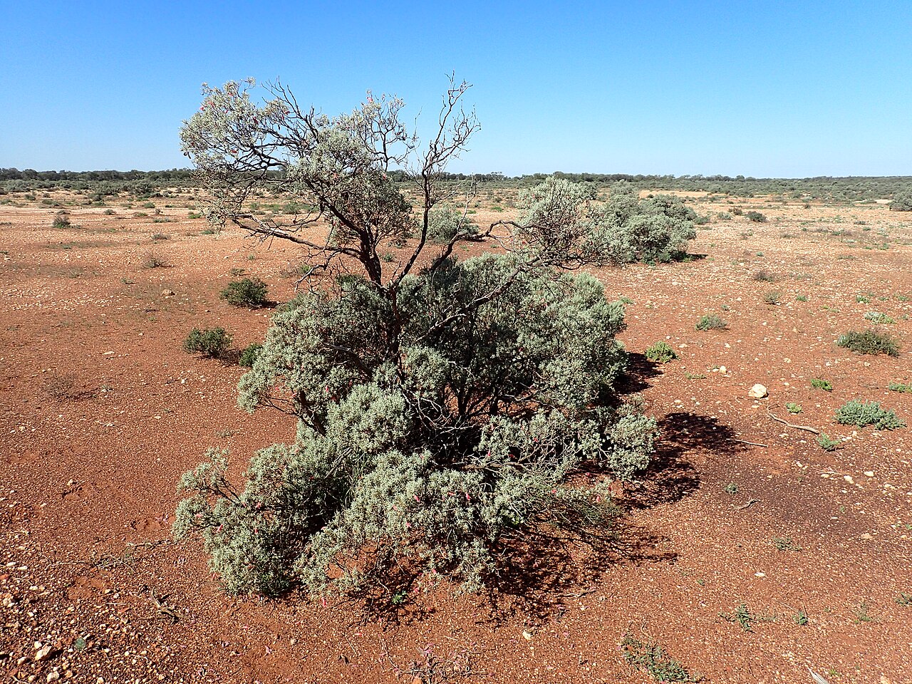 Eremophila pterocarpa: Eremophila pterocarpa acicularis growing 27km along Neds Creek Road