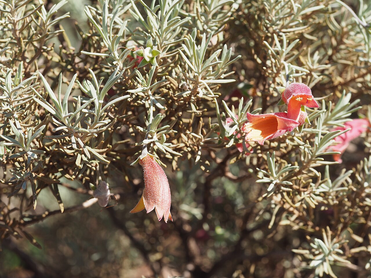 Eremophila pterocarpa: Eremophila pterocarpa acicularis growing 27km along Neds Creek Road