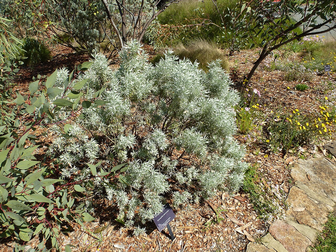 Eremophila pterocarpa: Eremophila pterocarpa in Kings Park Botanic Garden