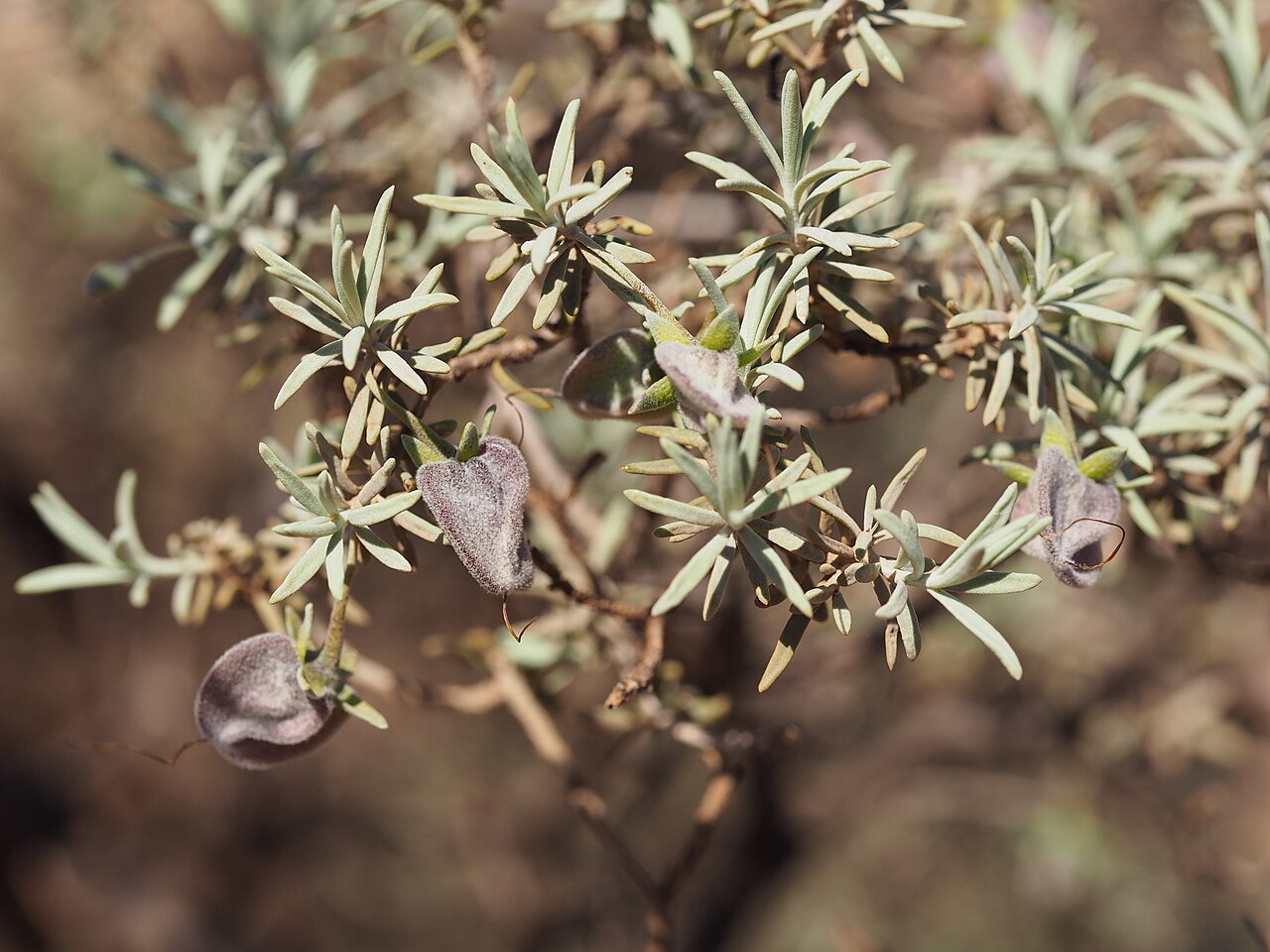 Eremophila pterocarpa: Eremophila pterocarpa acicularis growing 27km along Neds Creek Road