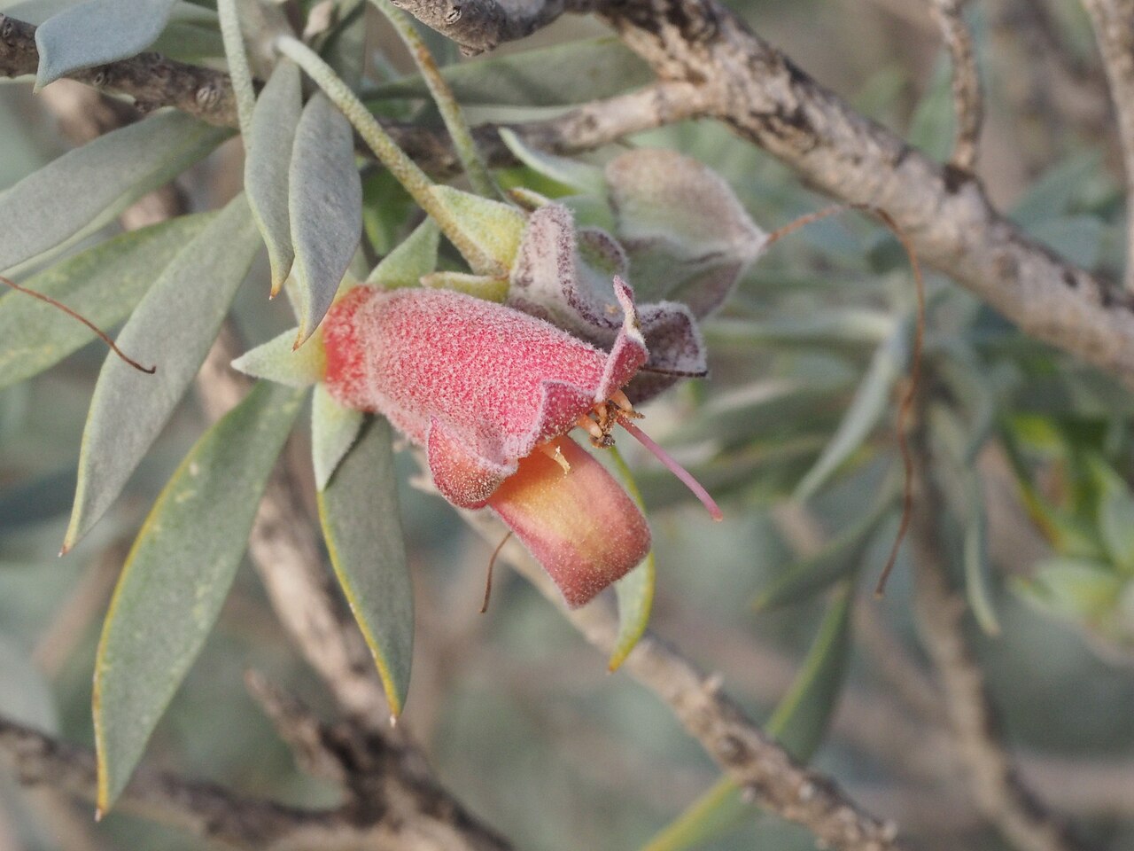 Eremophila pterocarpa: Eremophila pterocarpa pterocarpa growing 35km west of the overlander Roadhouse