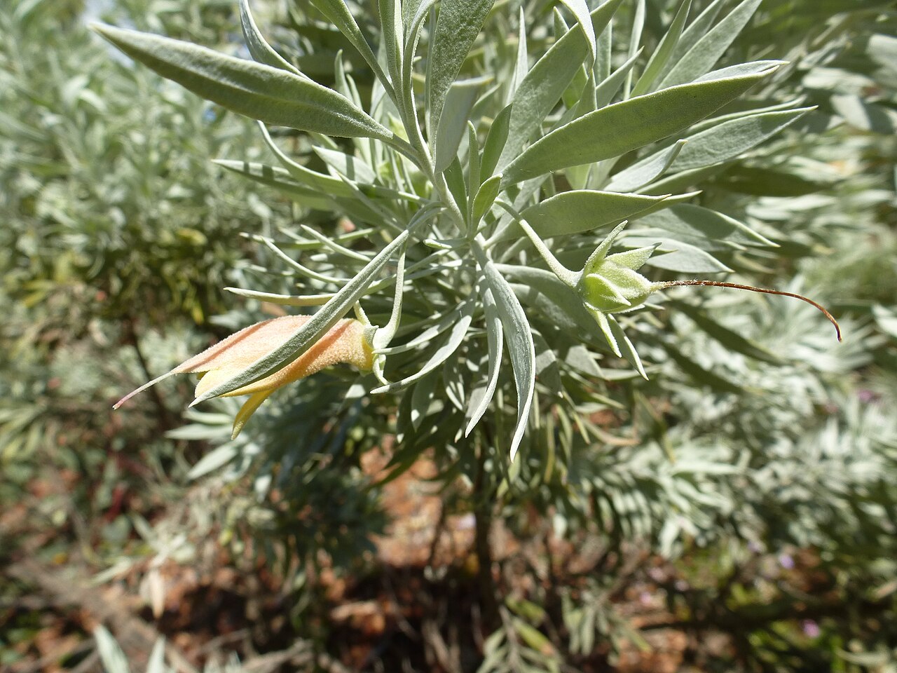 Eremophila pterocarpa: Eremophila pterocarpa in Kings Park Botanic Garden