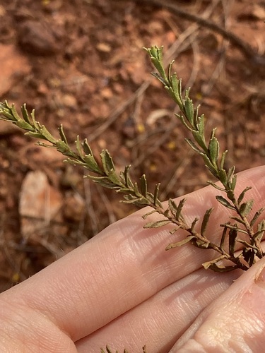 Eremophila punctata (Eremophila punctata)