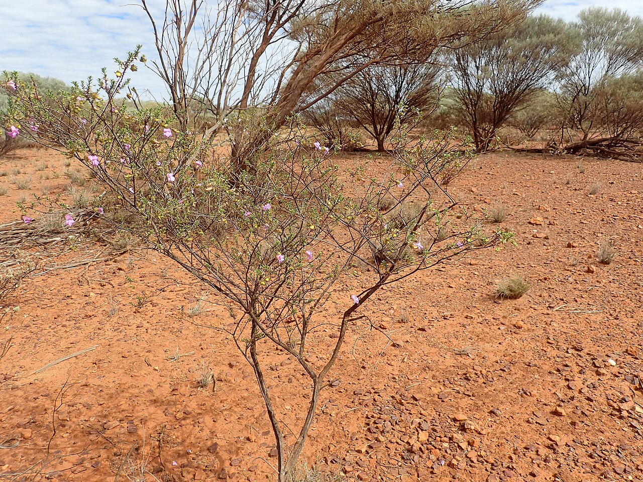 Eremophila punctata: Eremophila punctata growing 69km east of Wiluna
