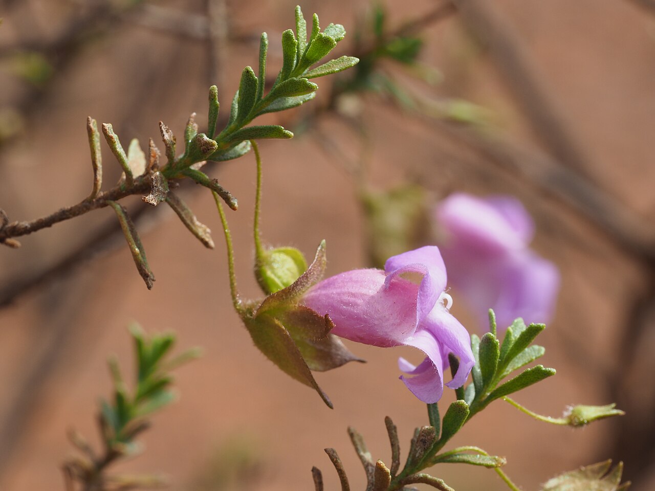 Eremophila punctata: Eremophila punctata growing 69km east of Wiluna