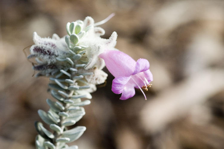 Eremophila punicea: Eremophila punicea