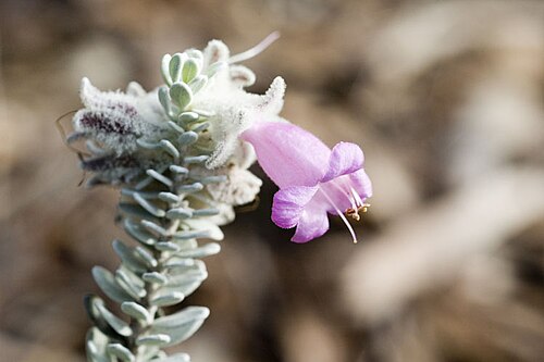 Eremophila punicea: Eremophila punicea